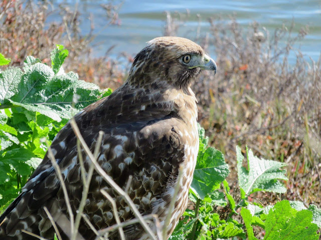 Hawk on the San Francisco Bay in Mountain View, California