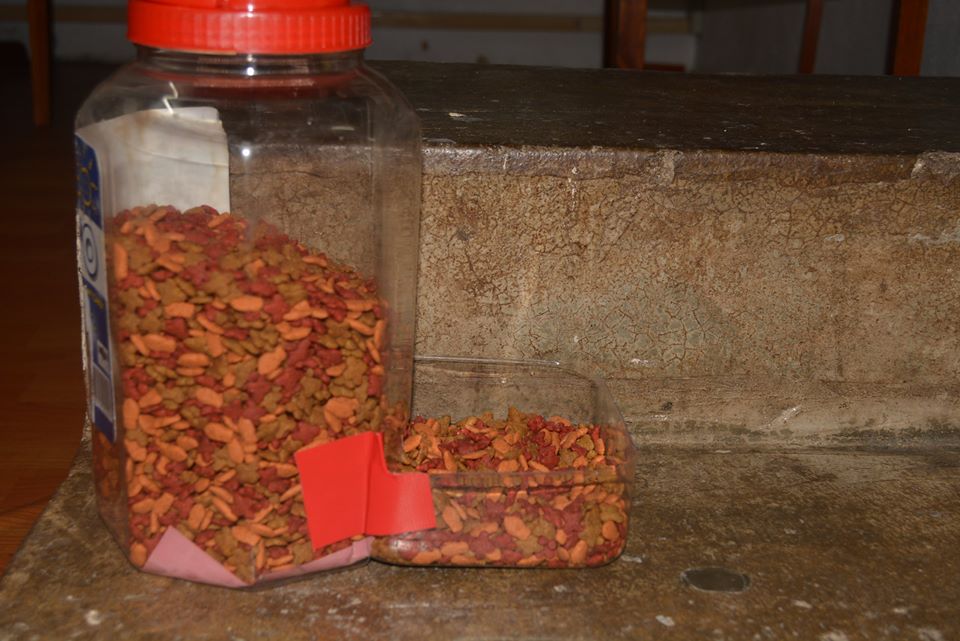 Al Mussafirah Feeding Box/Feeding Container for Street Cats