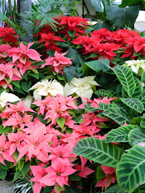 Layers poinsettias Allan Gardens Conservatory Christmas Flower Show 2015 by garden muses-not another Toronto gardening blog