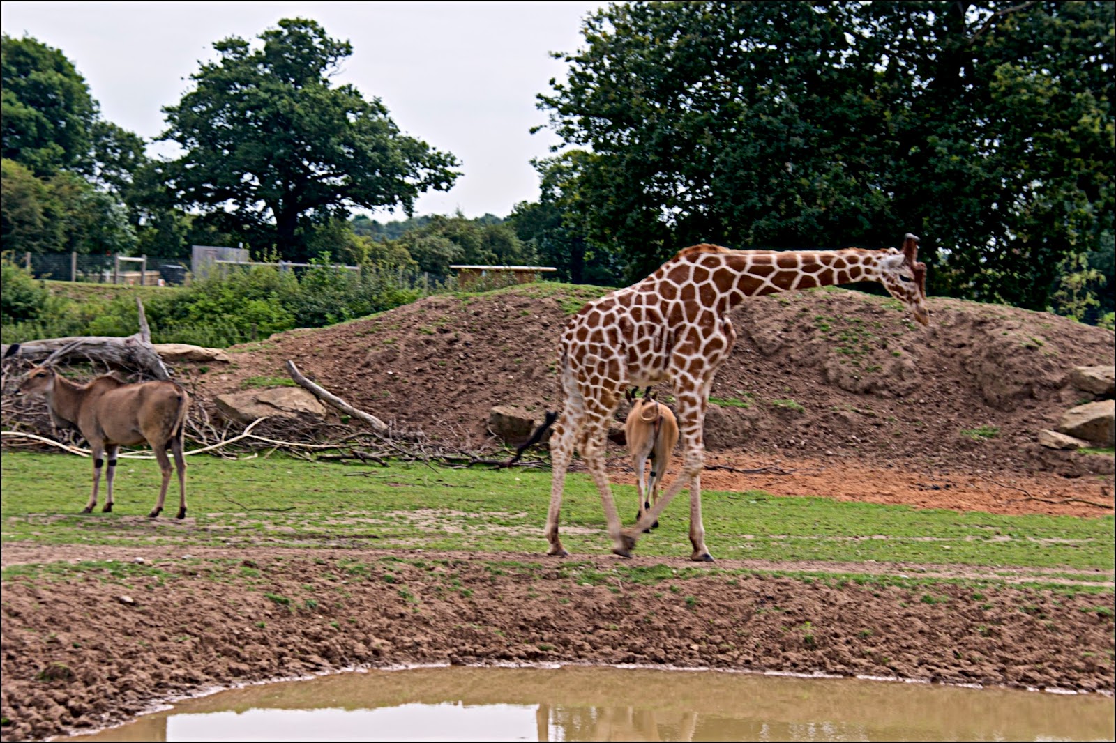 Brian's Blog: Yorkshire Wildlife Park Doncaster July 2017 Part 2