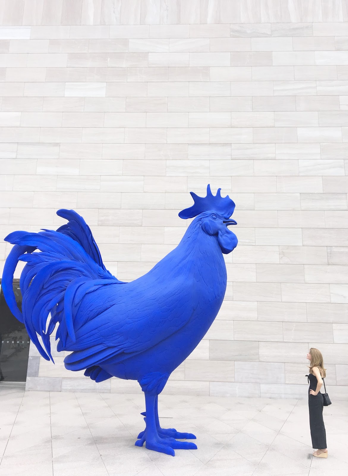 Пепельно голубая курица. Голубая курица. Синяя кура. Стиль синяя курица.