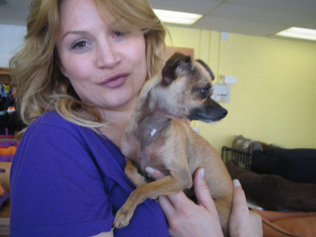 Venicepets TODAY S CUSTOMER MISTY CHIHUAHUA 