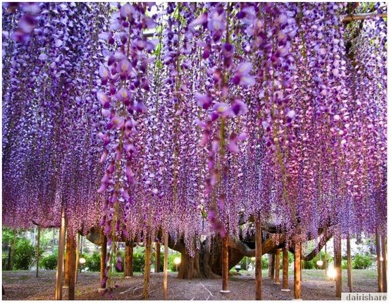 Inilah Pokok Bunga Yang Paling Indah Di Dunia - kopipasss