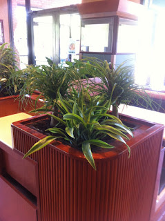 interior landscaping by PDI pony tail palms lemon/lime warneckii high light plants