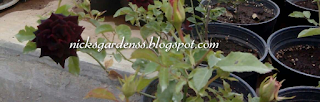 Live Black Rose Plant @ Nicksgardenss.blogspot.com 