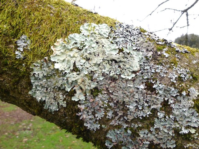 Lichen on a tree in Kew Gardens Lichen on a tree in Kew Gardens