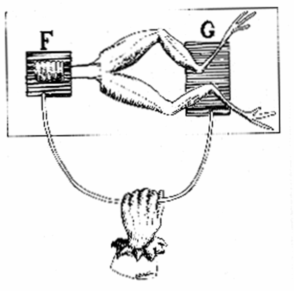 Луиджи гальвани лягушка. Эксперимент гальвани с лягушкой. Эксперимент с лягушкой. Эксперимент с лягушкой. Луиджи гальвани эксперимент с лягушкой.