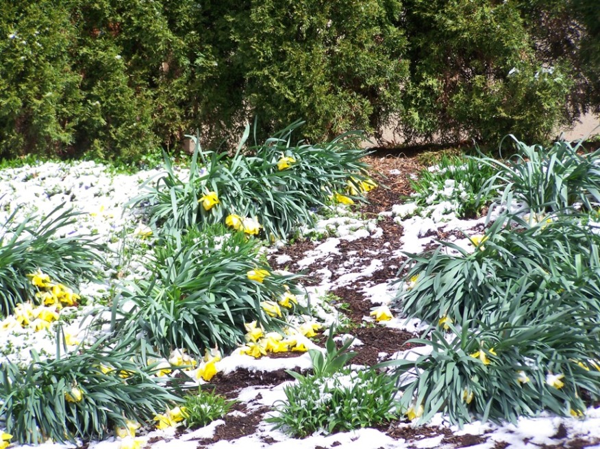 Frank's Place Daffodils in the snow
