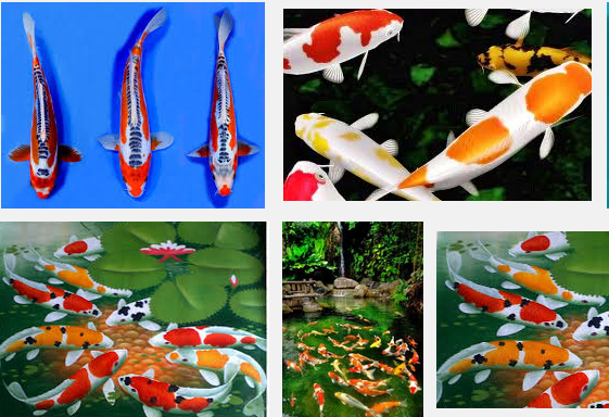 Inilah Harga dan Jenis-Jenis Ikan Koi Terbaik dan Termahal Inilah Harga dan Jenis-Jenis Ikan Koi Terbaik dan Termahal