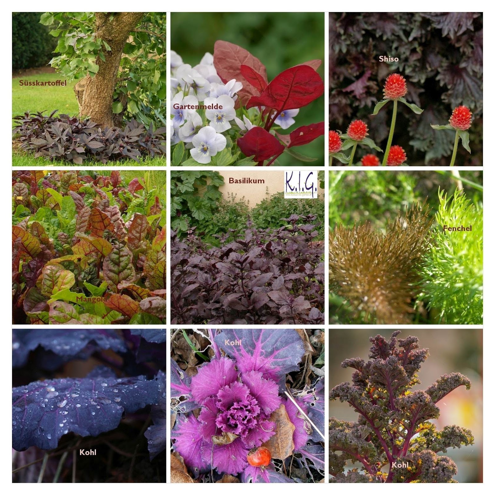 Vegane Erdbeer Apfel Geleewurfel Fur Den Sussen Zahn Fee Ist Mein