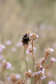 Bourdon terrestre (Bombus terrestris) sur Armérie des Sables, Fontainebleau, (C) Greg Clouzeau Bourdon terrestre (Bombus terrestris) sur Armérie des Sables, Fontainebleau, (C) Greg Clouzeau
