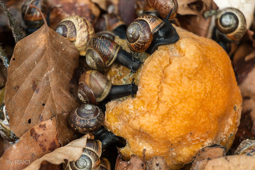 The Snail Pest, Pet or Treat? Some Interesting Facts The Ark In Space