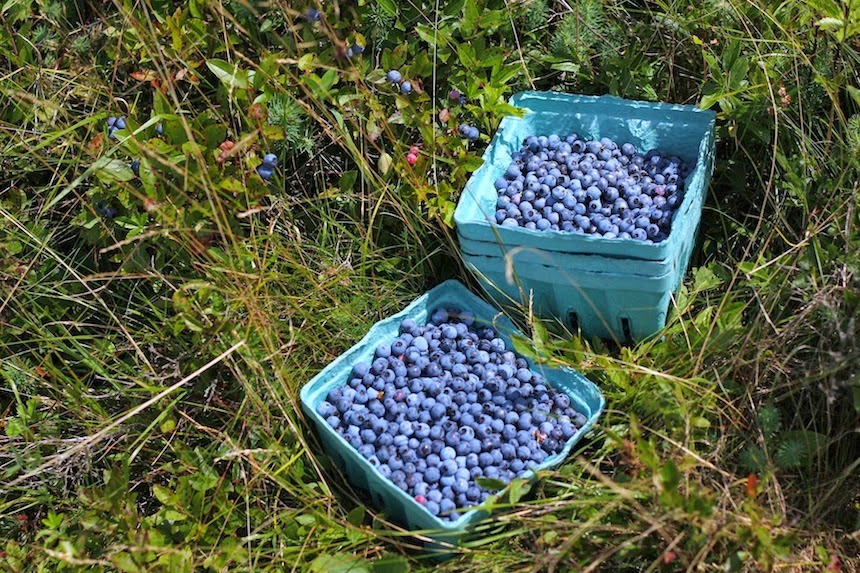 Kitchen by Aubergine Blueberry Lime Layer Cake