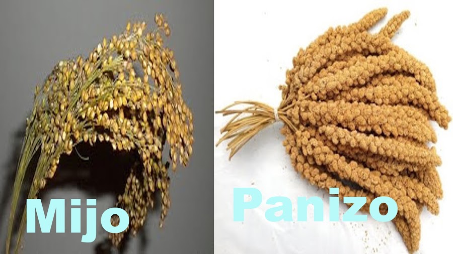 mijo panizo