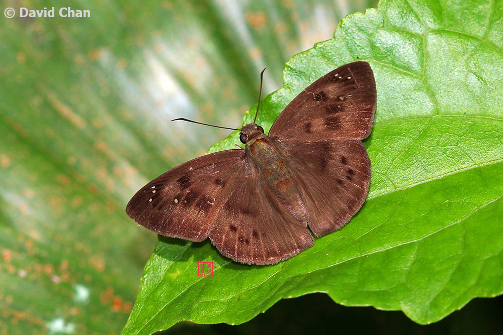Butterflies Of Singapore Snow Flats Of Singapore