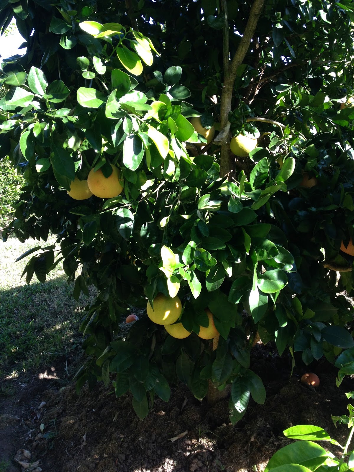 The Old Dairy Grape fruits......what to do with them..