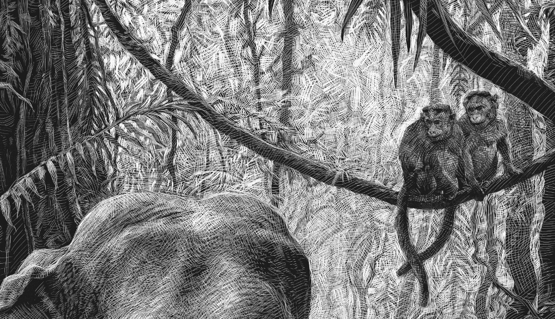 Design Stack A Blog about Art, Design and Architecture Wild Animals inside Scratchboard Drawings