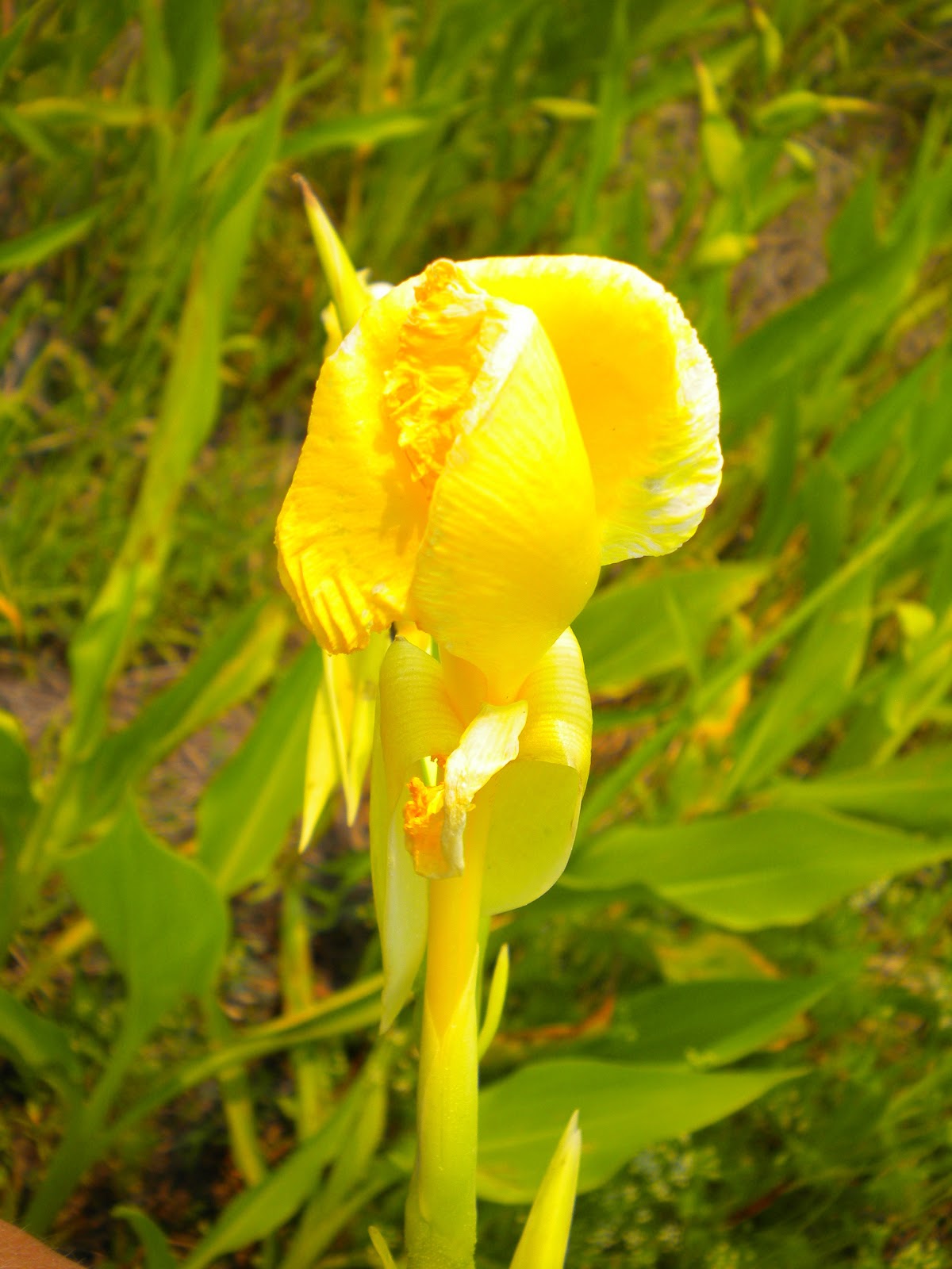 Panther Island Adventures Plant of the Week April 25 Bandannaofthe