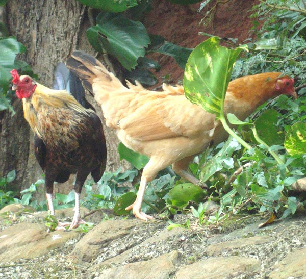 wild chickens, feral chickens, wild chickens feed, what do wild chickens eat