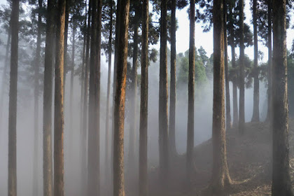 4 hutan paling menyeramkan yang ada didunia. No-3 Berani berkunjung?