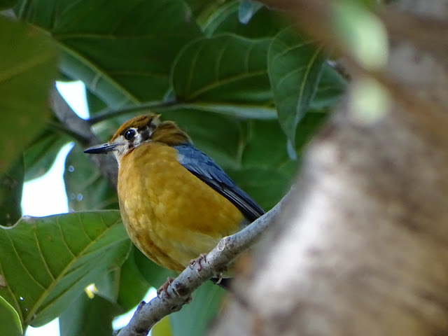 Birdwatching in Pann Tiger Reserve