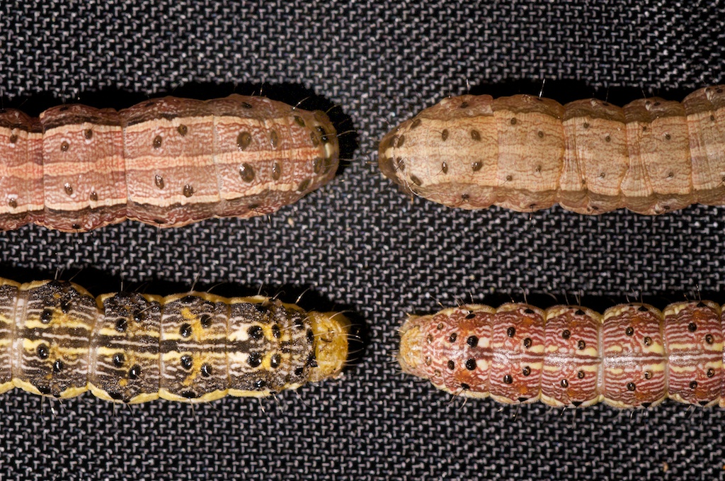 FOCUS on Entomology Fall Armyworms in Corn and Early Midge