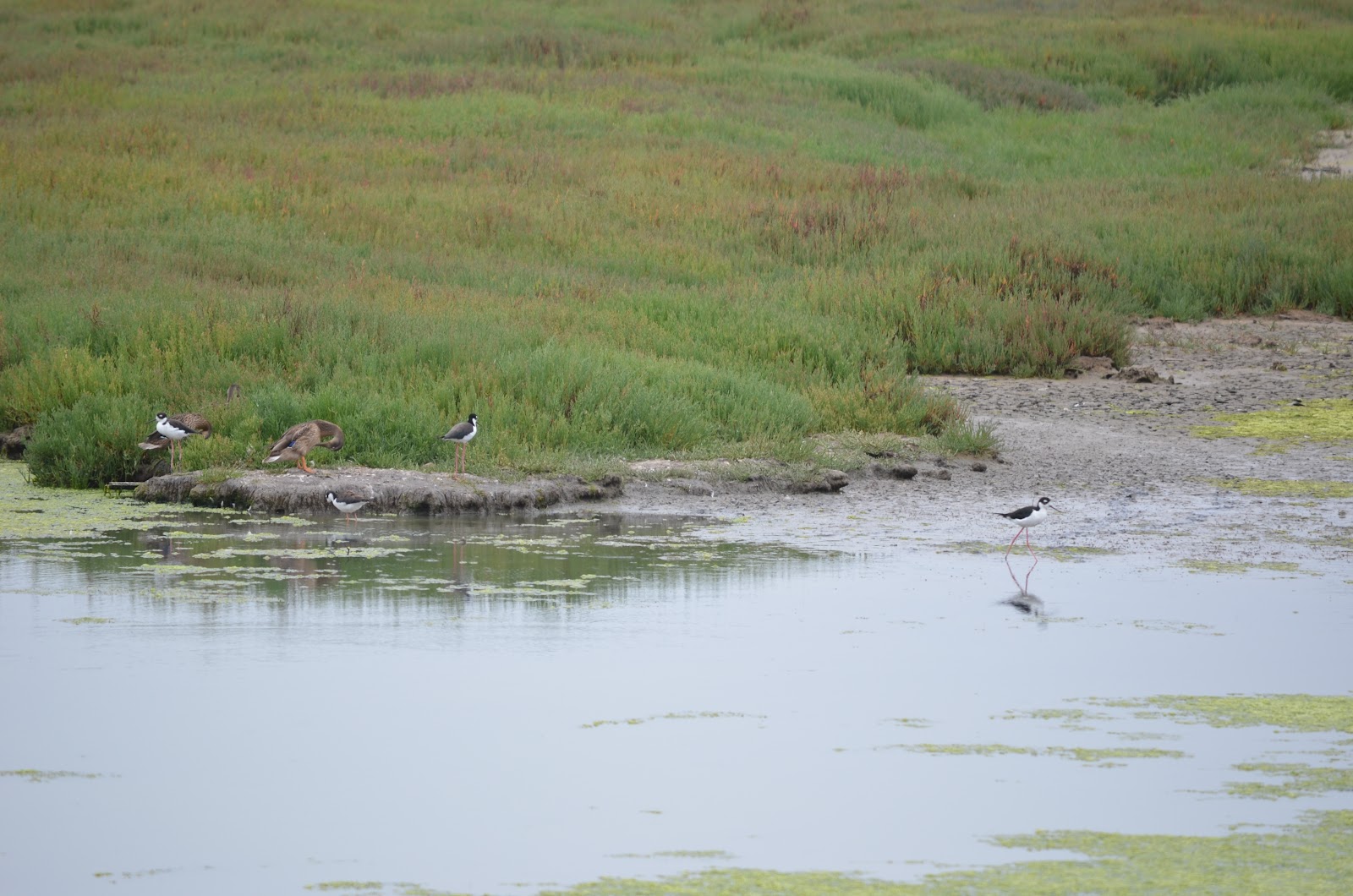 Tough is not enough Moss Landing & Point Lobos State Park, Monterey