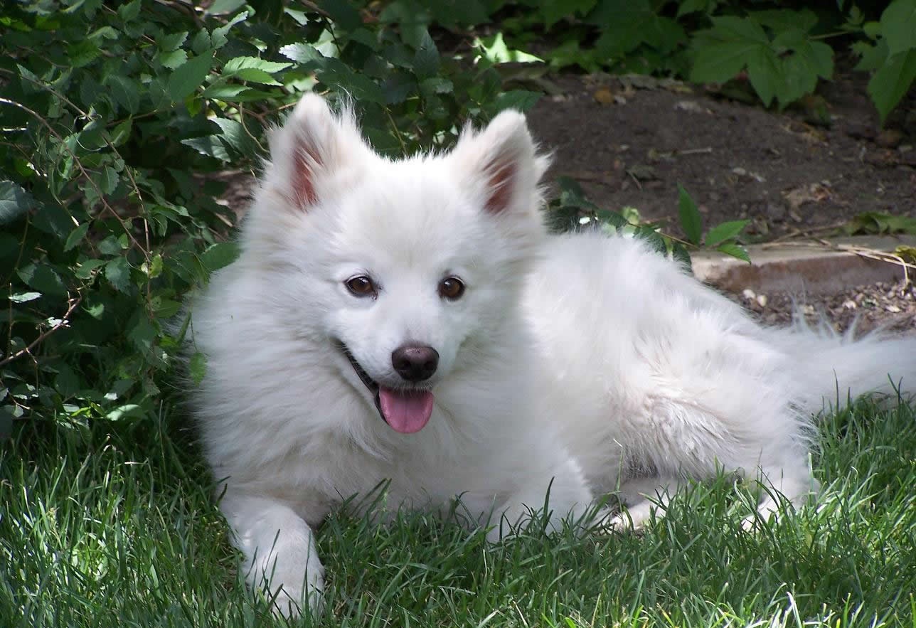 American Eskimo Dog HDWalle