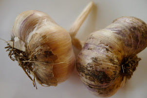 Grow Garlic in Alberta