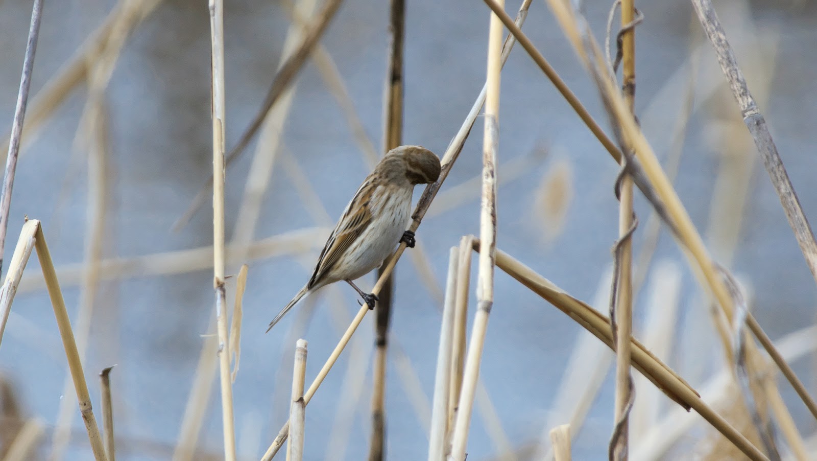 トンボは刺しますか? - トンボは危険ですか?