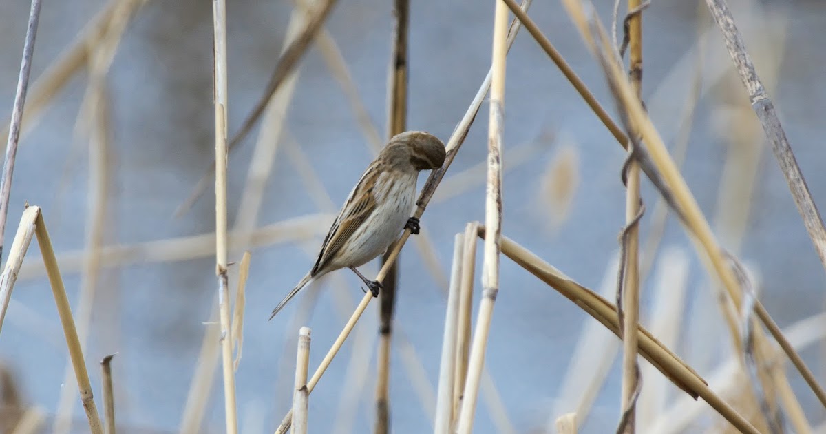 すべてが穏やか:ホオジロザメがダイバーケージを噛む