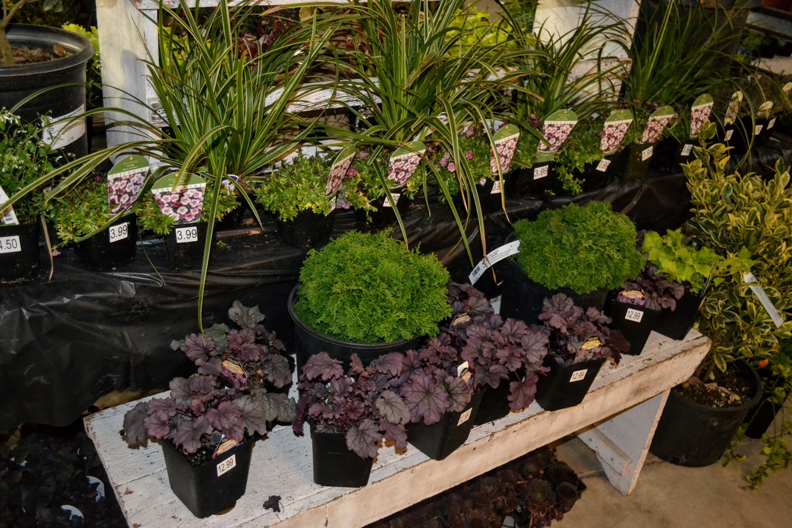 The Outlaw Gardener The Home and Garden Show The Plant