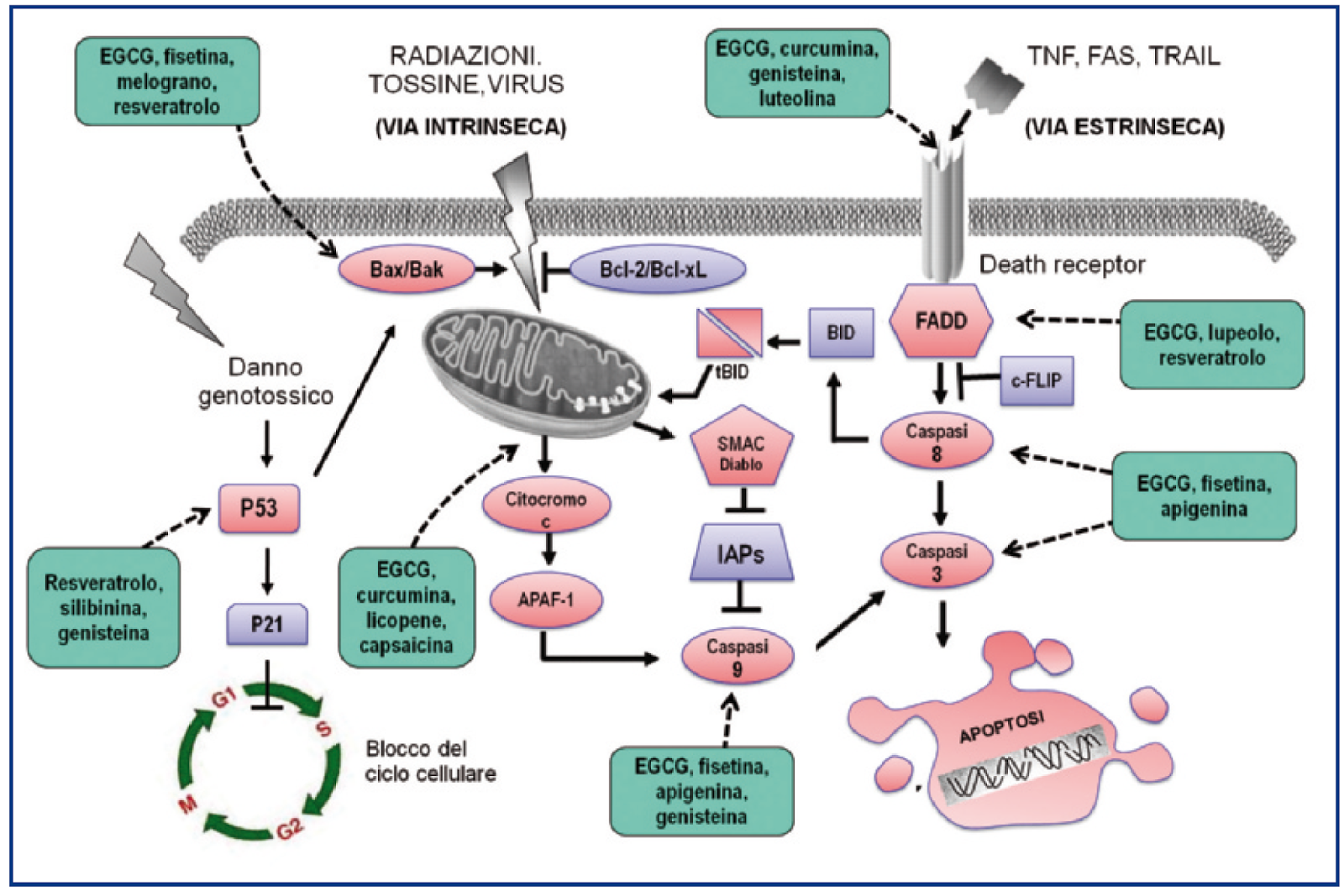 figura 4 schema delle principali vie che portano alla apoptosi e punti di azione di alcune sostanze naturali figura 4 schema delle principali vie che portano alla apoptosi e punti di azione di alcune sostanze naturali