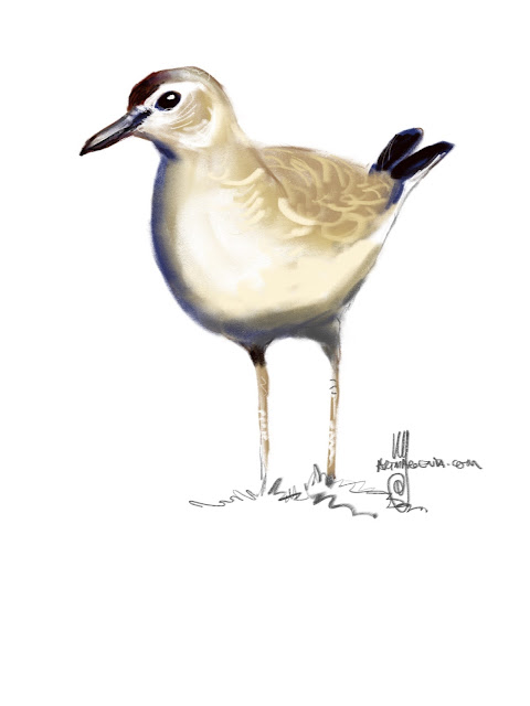 Mountain plover bird painting by Ulf Artmagenta