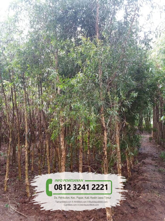 Jual Bibit Benih Biji Pohon Kayu Putih  TamanBibit com