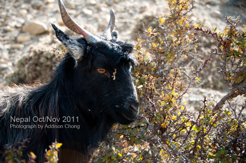 Muktinath to Kagbeni to Jomsom Goat