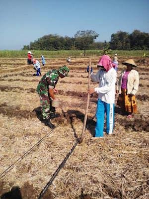 BABINSA GENENG TANAM JAGUNG BISI 2