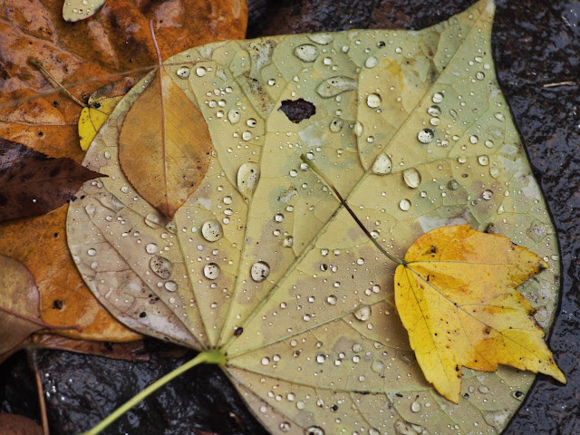 Bedazzled #fall #fallincentralpark #leaves #foliage #fallenleaves #rainyday #nyc 2014