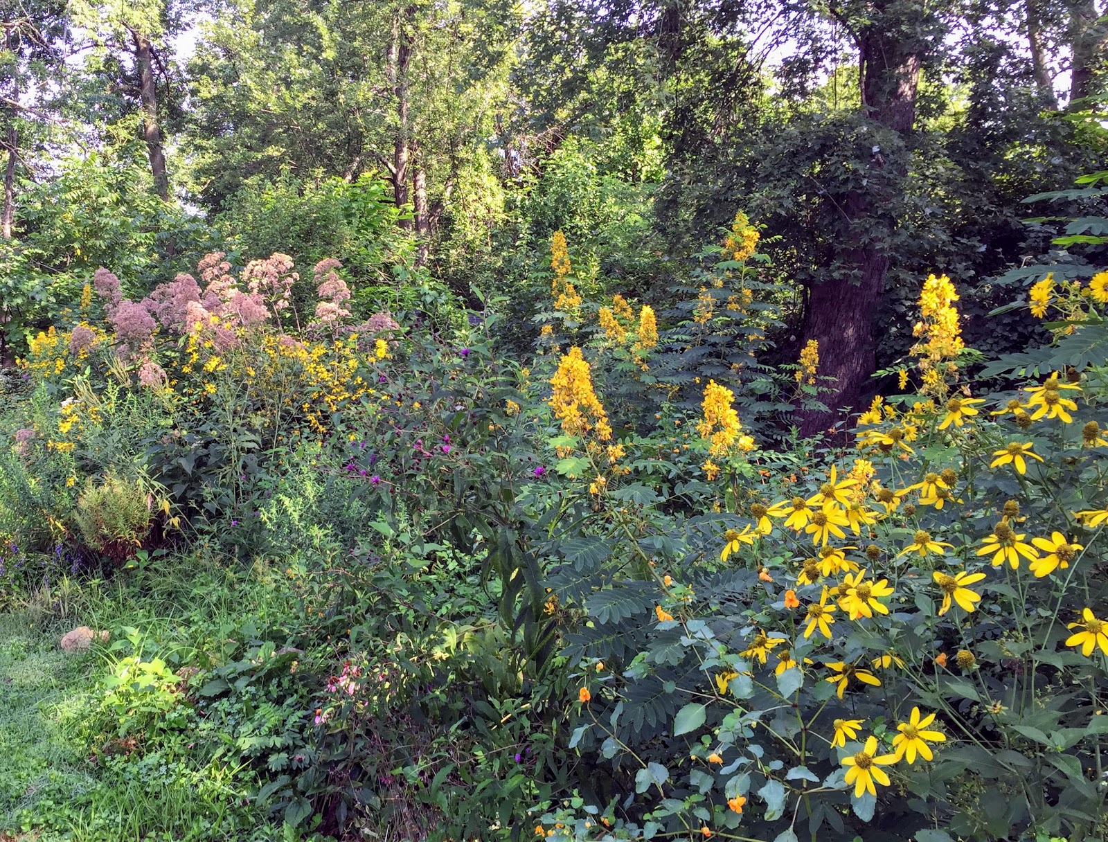 Princeton Nature Notes August's Peak Bloom of Native Wildflowers
