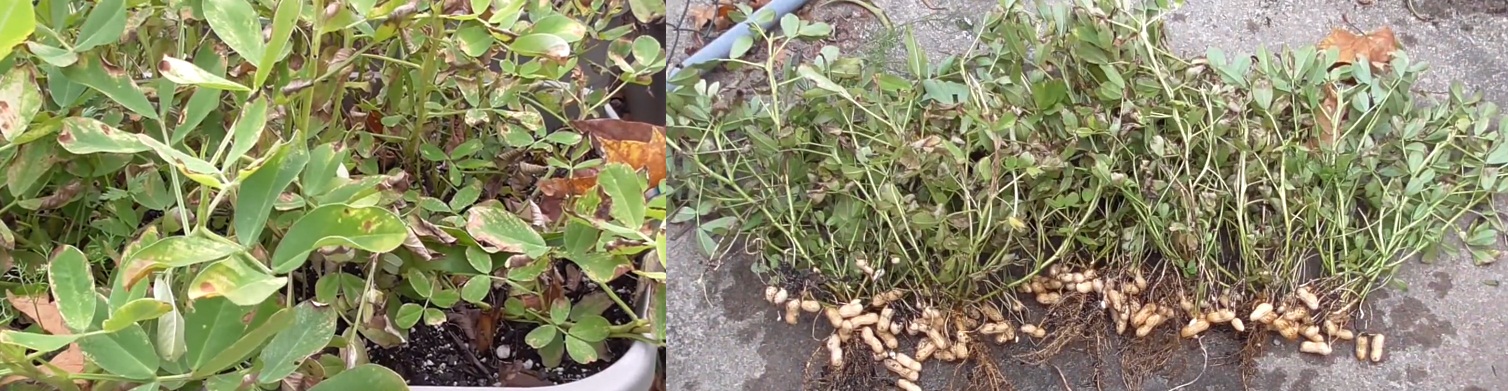 CARA MENANAM / BUDIDAYA KACANG TANAH DI POT / POLIBAG ...