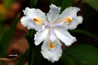Iris%2BJaponica.JPG