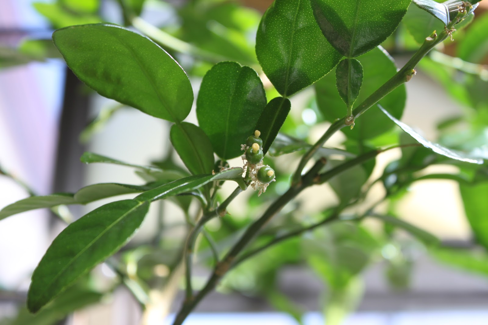Simpson Eco Farms Kaffir Lime Flowering