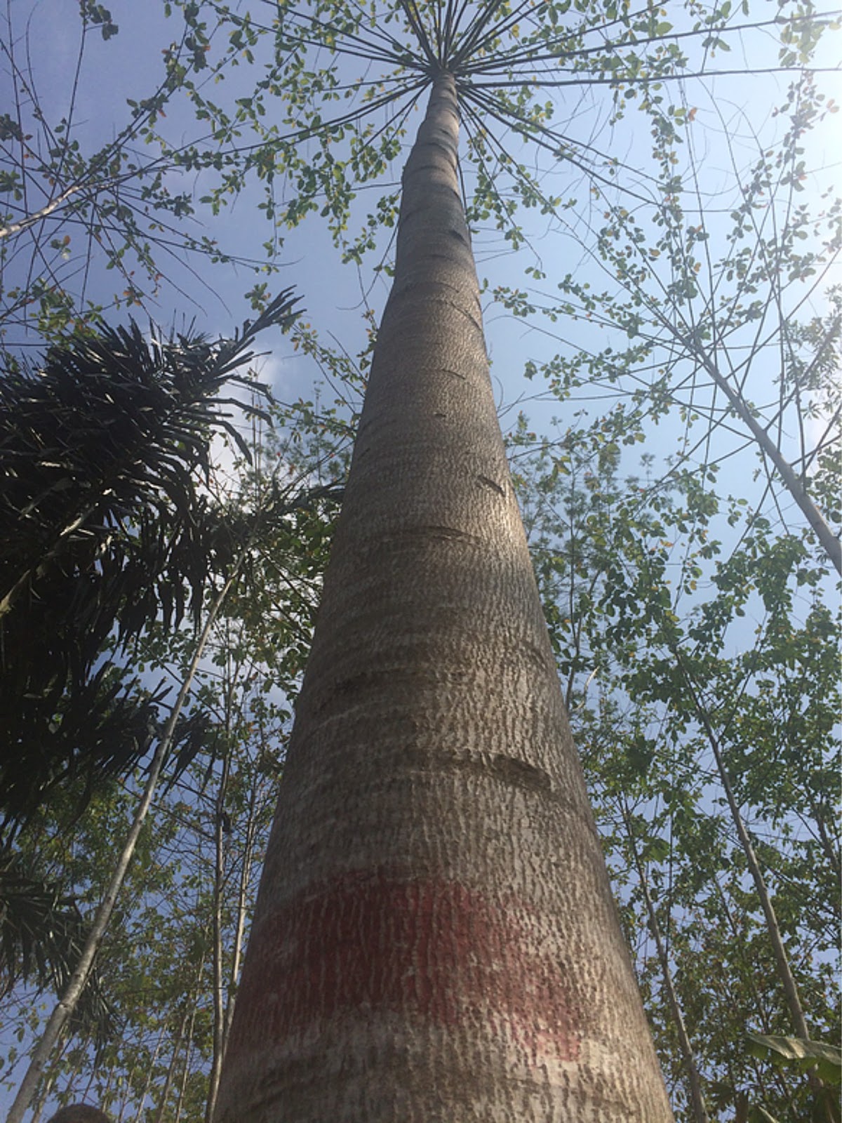 Jabon Tree greenigist