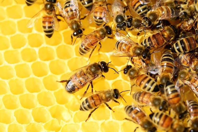 honey-bees-326337_960_720-compressed