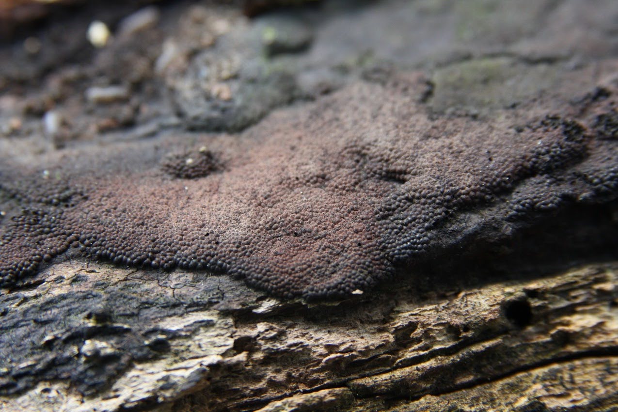 El mundo microscópico de los hongos