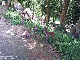 monkey-in-rajban-bihar