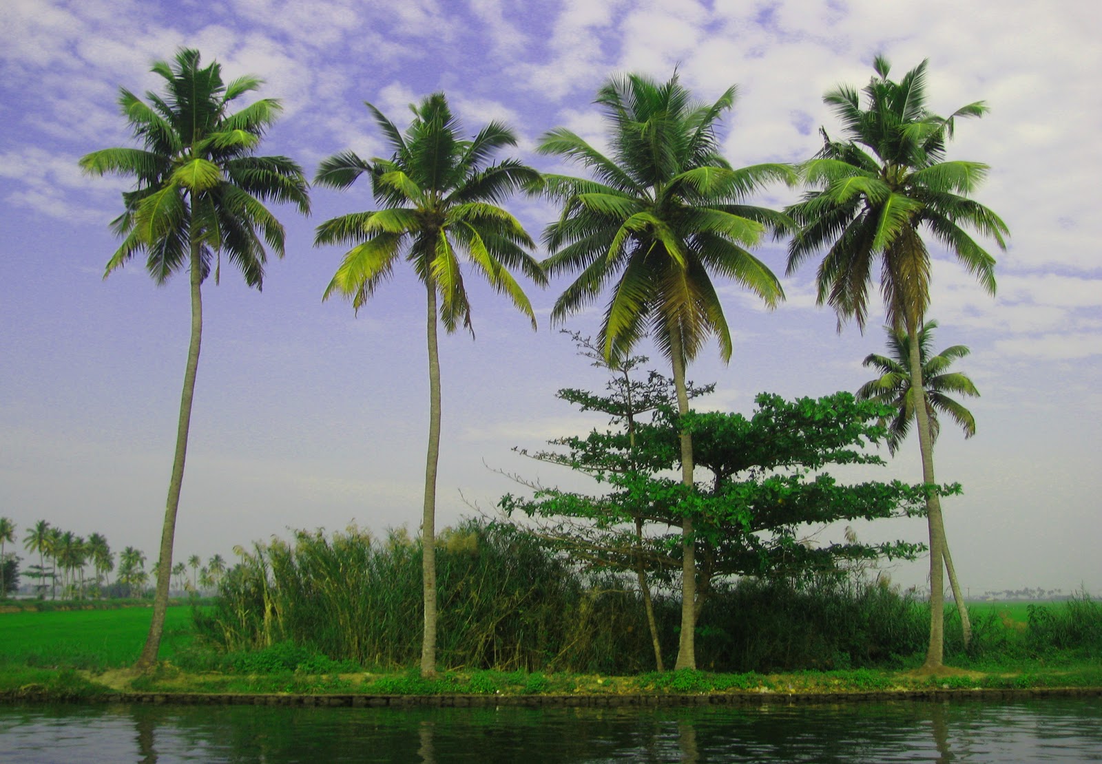 MD Photos Palm Trees