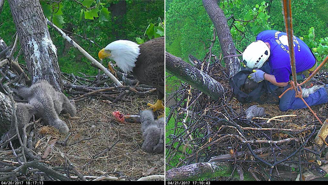 Rescued Eaglet Returned To National Arboretum Nest In Washington, DC
