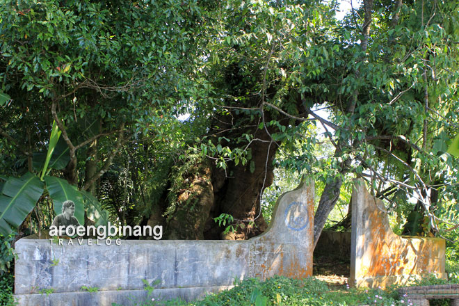pohon tua padomasan batang