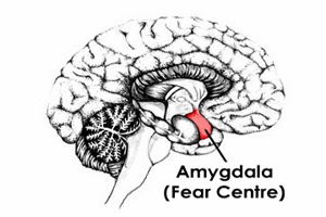 Amygdala